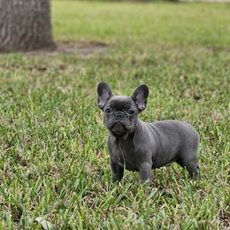 French Bulldog Puppies from Charles Frenchies