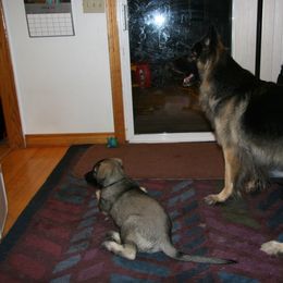 Shiloh Shepherd Puppies from Solace Shilohs