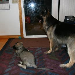 Shiloh Shepherd Puppies from Solace Shilohs