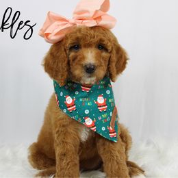 Sprinkles - Red  female Goldendoodle puppy in Casa Grande, Arizona from AzDoodle Dandies