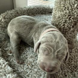 Pink collar - Silver gray female Weimaraner puppy in Sauk Centre, Minnesota from Minnesota Weimaraners