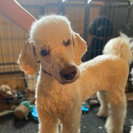 Sonny - Poodle