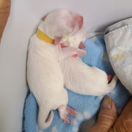 Coton de Tulear Puppies from Classy Cotons