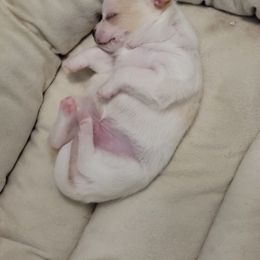 Chihuahua Puppies from BonBon Chihuahuas