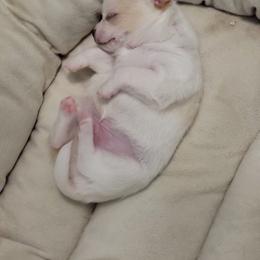 Chihuahua Puppies from BonBon Chihuahuas