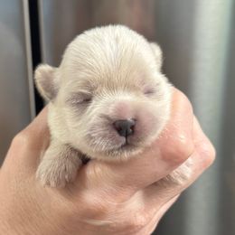 Girl 1 - White female Shih Tzu puppy in Mobile, Alabama from FluffyTail Shih Tzu