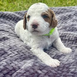 Poppy - Blenheim female Cavapoo puppy in Ivins, Utah from Taylia's Cavapoos