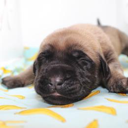 Mastiff Puppies from Titan Mastiffs