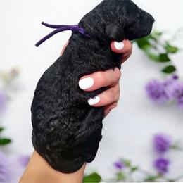 Purple - Black female Goldendoodle puppy in Byron, Georgia from Southern Olive Doodles 🫒