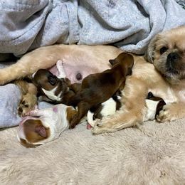 Lilah - Shih Tzu