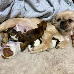 Lilah - Shih Tzu