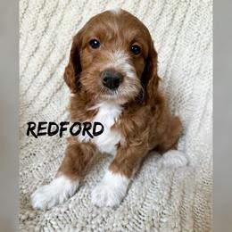 Redford - Red  male Goldendoodle puppy in Glendale, Arizona from Follow Your Bliss Doodles