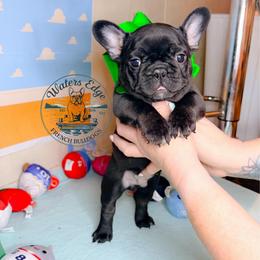 Buzz Lightyear - Black male French Bulldog puppy in Strunk, Kentucky from Waters Edge French Bulldogs LLC