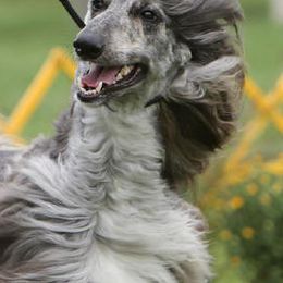 Afghan Hounds and Havanese from Dragonfly Kennels