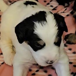 Boy 5 - male Bernedoodle puppy in Henderson, Colorado from Huggable Bernedoodles of Colorado LLC