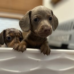 Oliver - Fawn (isabella) and tan male Dachshund puppy in Thornton, Colorado from Donna’s Dachshunds