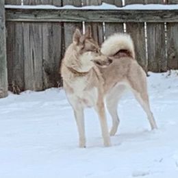Siberian Husky All Grown Up from Great Warriors