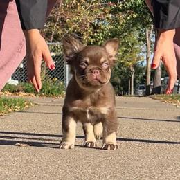 Saint Gotti - Tricolors male French Bulldog puppy in Minneapolis, Minnesota from Flyazz Frenchies Kennels