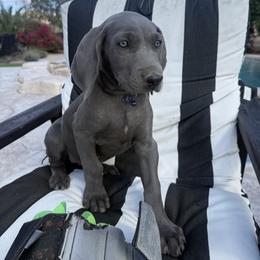 Weimaraner Puppies from Kennedy Weimaraners