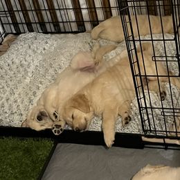 Golden Retriever Puppies from Mia Ragazza Golden Retrievers