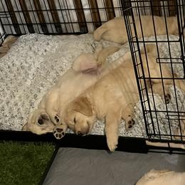 Golden Retriever Puppies from Mia Ragazza Golden Retrievers
