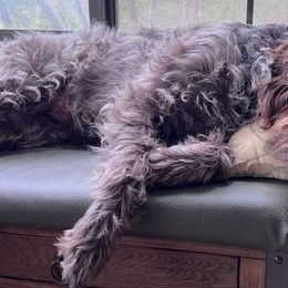 Wirehaired Pointing Griffons from Gun Creek Griffons
