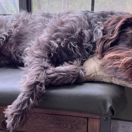 Wirehaired Pointing Griffons from Gun Creek Griffons