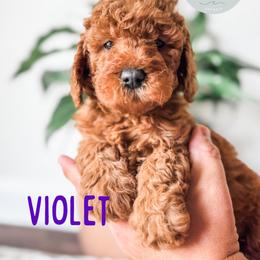 Violet - Red  female Goldendoodle puppy in Jacksonville, Florida from First Coast Goldendoodles
