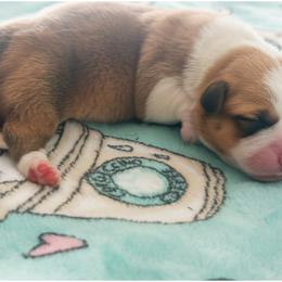 Jolt - Red female Pembroke Welsh Corgi puppy in Saint George, South Carolina from Carolina cotton candy corgis