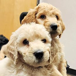 Goldendoodles from Charlotte's Goldendoodles