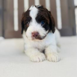Bentley - Chocolate male Goldendoodle puppy in Auburn, Indiana from Martin’s Doodles