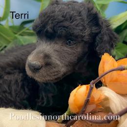 Terri - Silver female Poodle puppy in Greenville, North Carolina from Grace Poodles