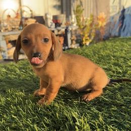 Ember - Sable female Dachshund puppy in Barstow, California from Kindle & Burrow Dachshunds
