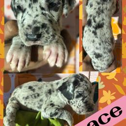 Lace - Merle female Great Dane puppy in Wellsville, New York from Prophecy Danes