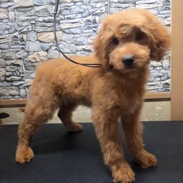 Chevy - male Golden Mountain Doodle puppy in Boise, Idaho from Nesting Dolls