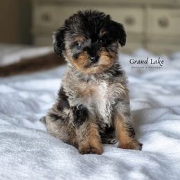 Bernedoodle, Poodle, and Schnoodle Puppies from Grand Lake Poodles & Doodles