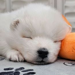 Astro - White male Samoyed puppy in Downey, Idaho from Seven Diamond Samoyeds