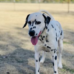 Flynt - Dalmatian