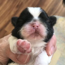 Shih Tzu Puppies from Willow Lane Shih Tzus