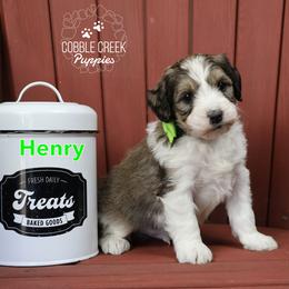 Henry - Sable male Bernedoodle puppy in Heyworth, Illinois from Cobble Creek Puppies