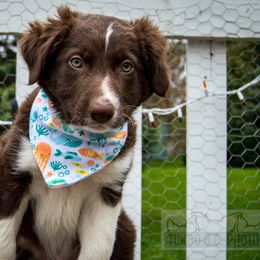 Border Collie, Golden Retriever, and Sporty Mix Puppies from Turbo Border Collies & Coltrievers