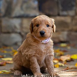 Golden Retriever and Goldendoodle Puppies from Golden Honey