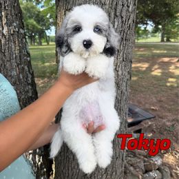 Tokyo - Merle male Bernedoodle puppy in Mount Vernon, Missouri from PoodlelyDoodlely