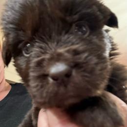 Pebbles - Brown female Newfoundland puppy in Saukville, Wisconsin from Crossroads Canines ~ Newfoundland Dogs