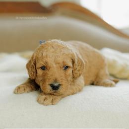 Mike - Red  male Goldendoodle puppy in Hiddenite, North Carolina from Rose and Reid Doodles
