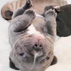 French Bulldogs from V&B Frenchies