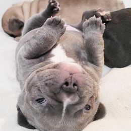 French Bulldogs from V&B Frenchies