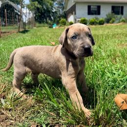 Chrome - Blue male Great Dane puppy in Jerusalem, Arkansas from Mara Danes