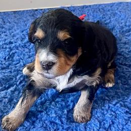 Rose - Tri-color female Bernedoodle puppy in Mount Pleasant, Texas from Hilary’s Doodle Ranch
