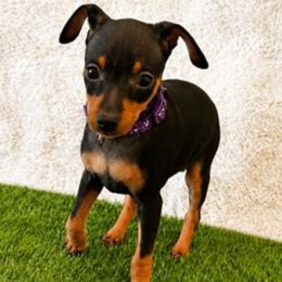 Miniature Pinscher Puppies from DeLeeuw Family Miniature Pinschers